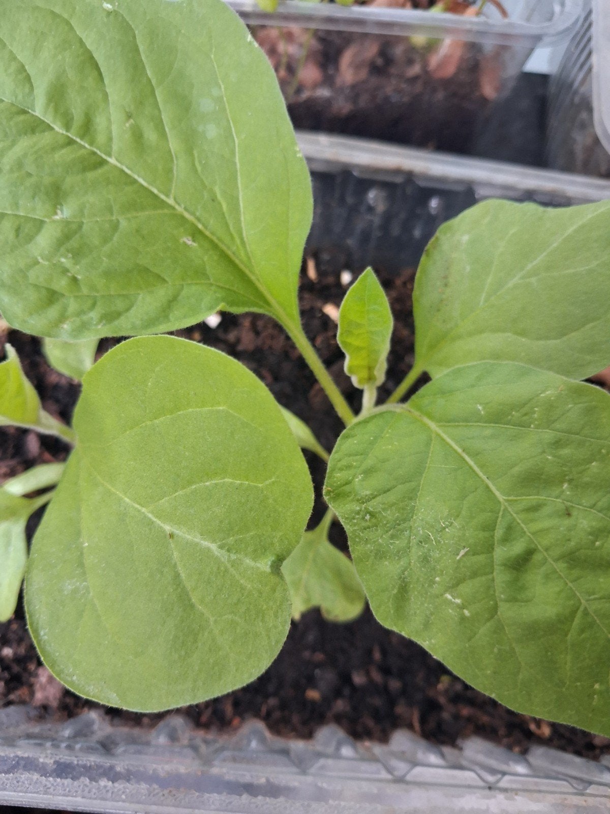 Plants de légumes et aromatiques, Jardin & Terrasse, Enlèvement