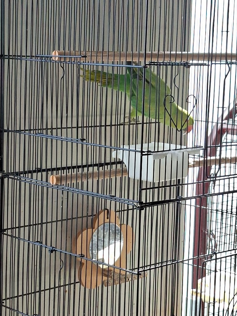 Te koop, Animaux & Accessoires, Oiseaux | Perruches & Perroquets, Sexe inconnu, Perroquet