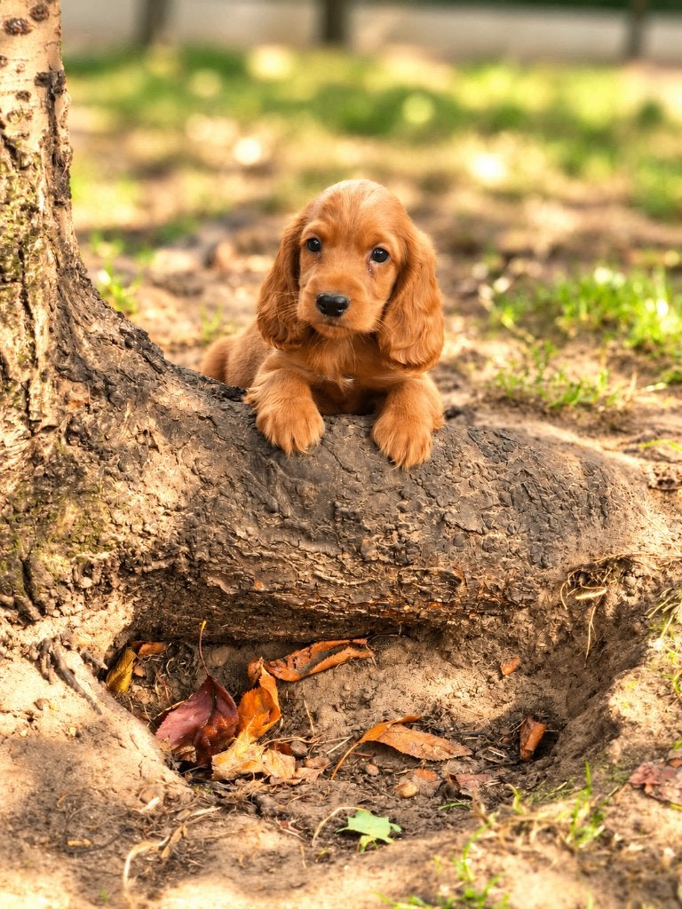 Prachtige cockapoo pupjes bij ons geboren!!, België, CDV (hondenziekte), 8 tot 15 weken, Meerdere