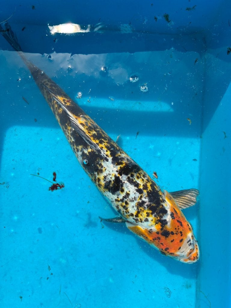 19 GOEDKOPE MOOIE KOI (17-50cm), Dieren en Toebehoren, Karper of Koi