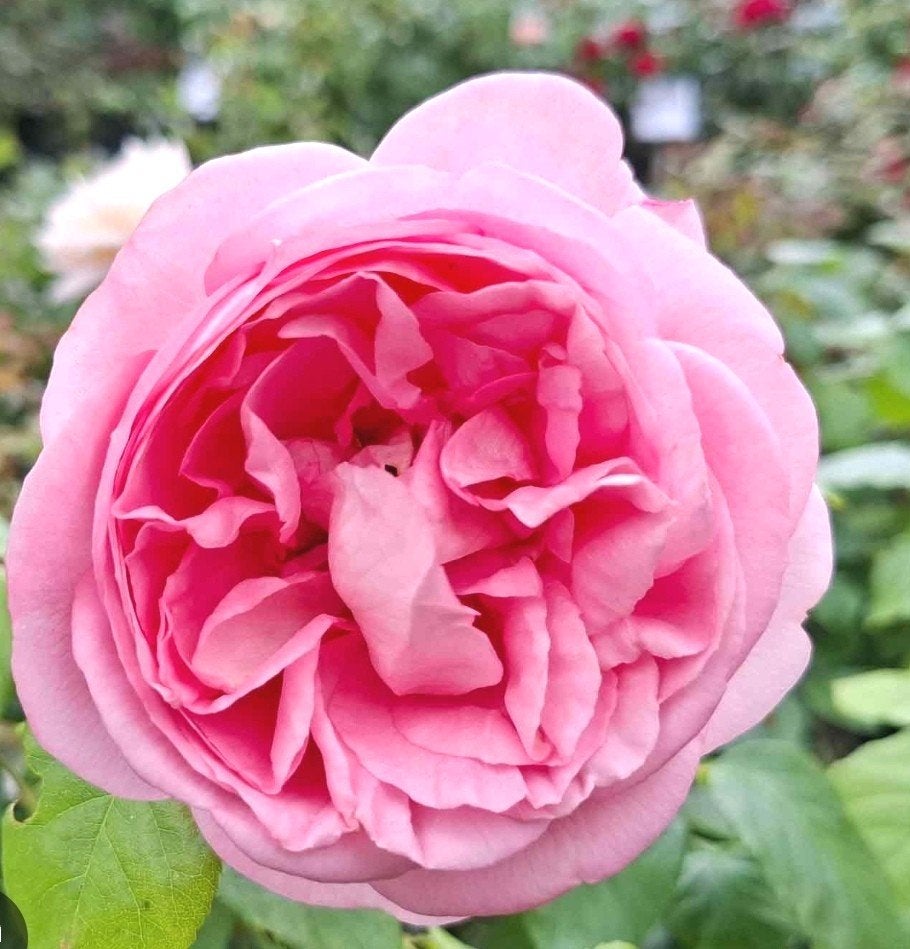 Rose Voyage, Jardin & Terrasse, Bulbes & Semences, Enlèvement