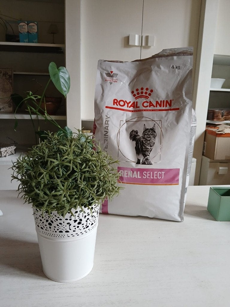 Croquettes chats "Royal Canin Renal select" 4kg, Animaux & Accessoires, Nourriture pour Animaux, Enlèvement ou Envoi, Chat