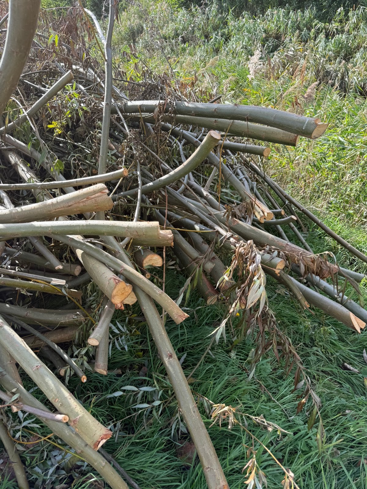 Gratis brandhout, wilgen om te voederen of opnieuw te plante, Ophalen, Takken