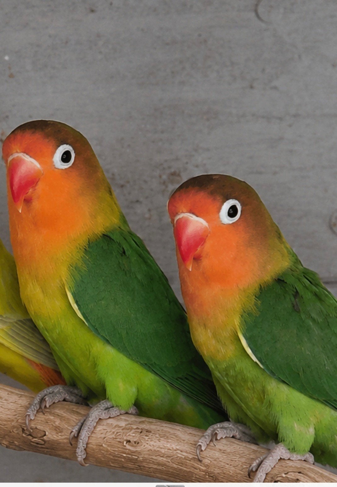 Agapornis