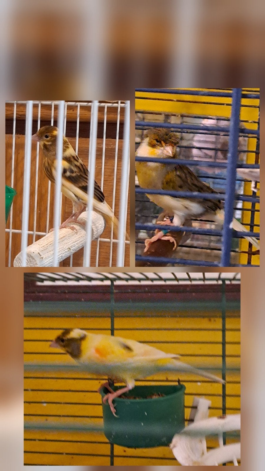 canaris(male):1 clair de '25 ,1 bigarre de '26,1 hupe de '23, Animaux & Accessoires, Oiseaux | Canaris, Mâle, Canari de couleur