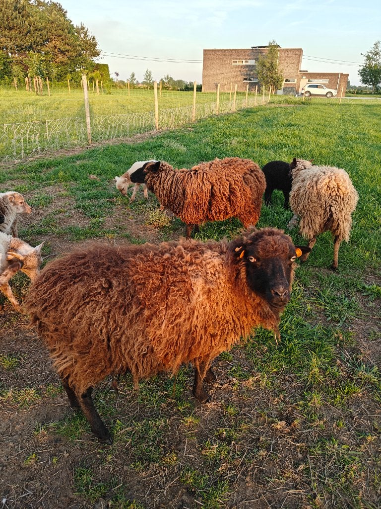 Ouessant ooien, Dieren en Toebehoren, Schapen, Geiten en Varkens