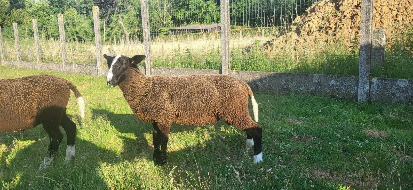 Zwartbles ramlammen, Mannelijk, Schaap, 0 tot 2 jaar