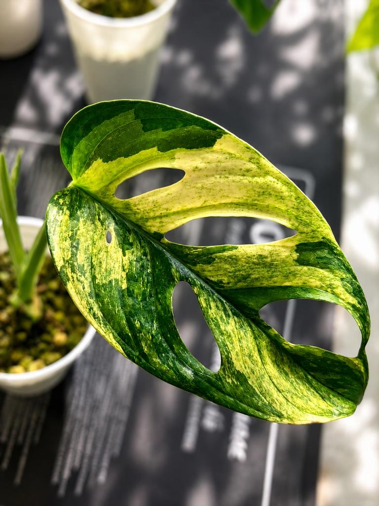 Monstera Adansonii Variegata (Aurea), Huis en Inrichting, Ophalen of Verzenden