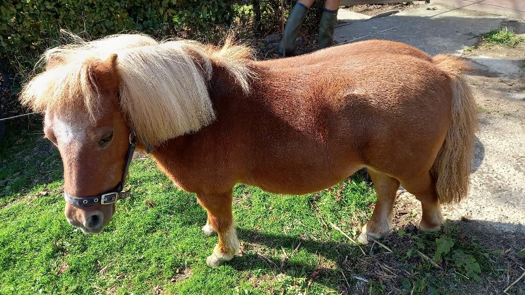 GEZOCHT:Gezelschapspony voor Pony Mikey, Enlèvement, Brun, BR
