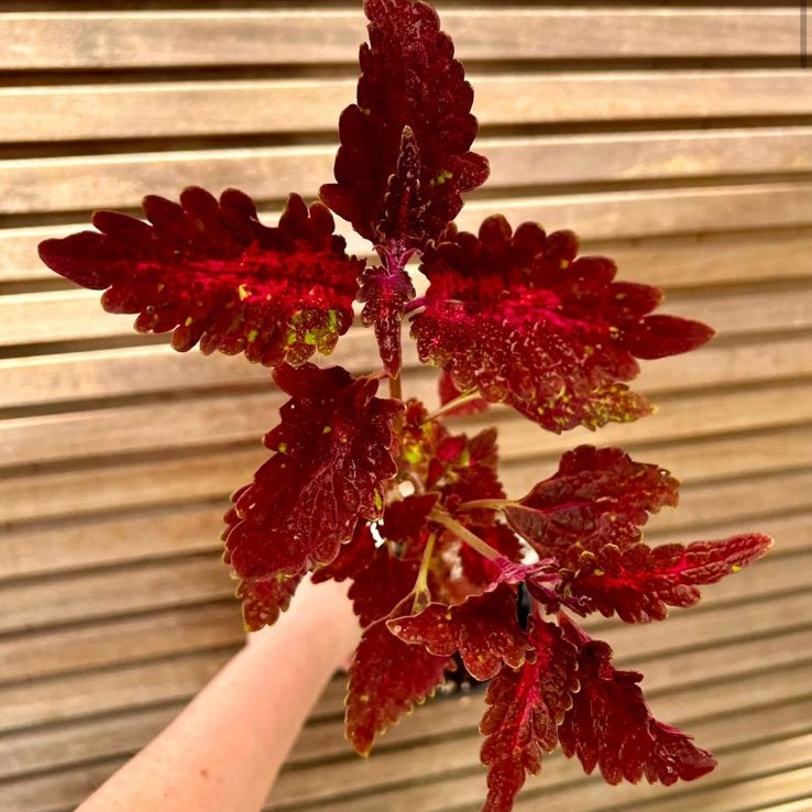 Coleus / siernetel Cracklin’ Rosie, Ophalen of Verzenden