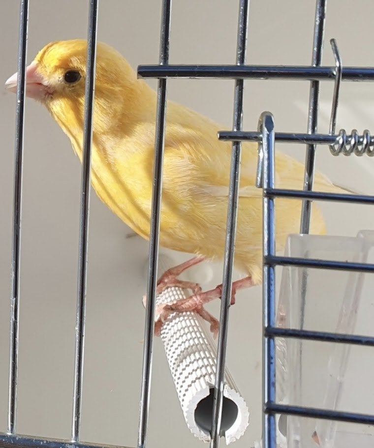 kanaries gele en gevlekte, Dieren en Toebehoren, Vogels | Kanaries