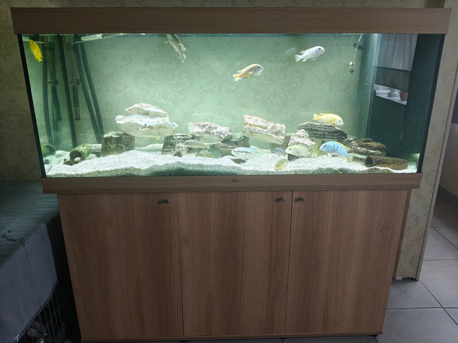 Aquarium juwel Rio 450 met externe pomp, Enlèvement, Accessoires inclus, Utilisé, Juwel