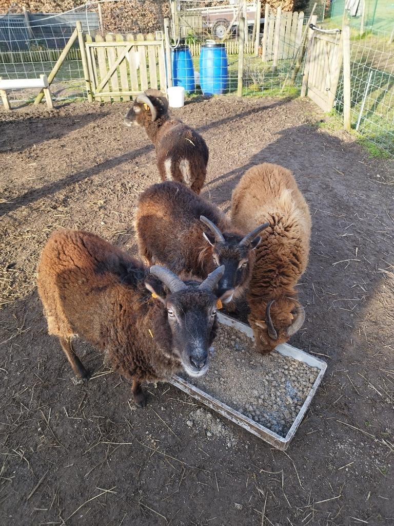4 mooie Soay schapen te koop, Meerdere dieren, Schaap, 3 tot 5 jaar