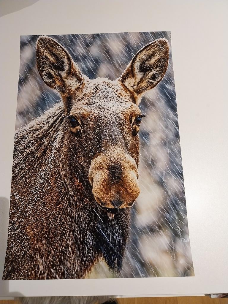 Originele foto van een eland in het wild
Beschrijving, Ophalen