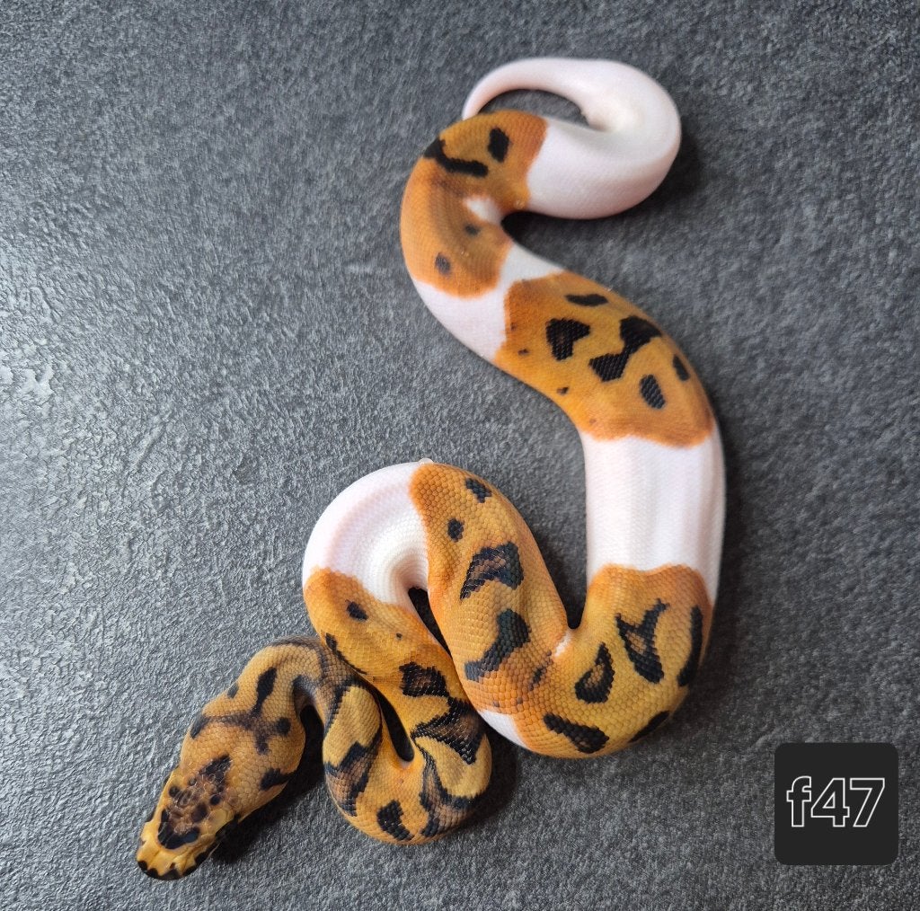 Python regius, Animaux & Accessoires, Serpent, 0 à 2 ans