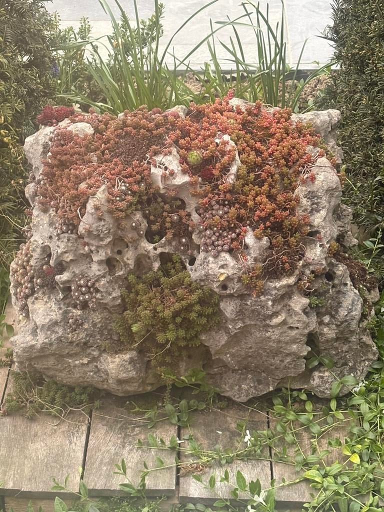 Groot decoratief rotsblok met vetplanten, Ophalen, Zo goed als nieuw