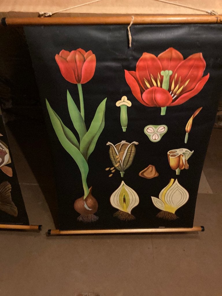 schoolwandkaart, Ophalen of Verzenden, Natuur en Biologie
