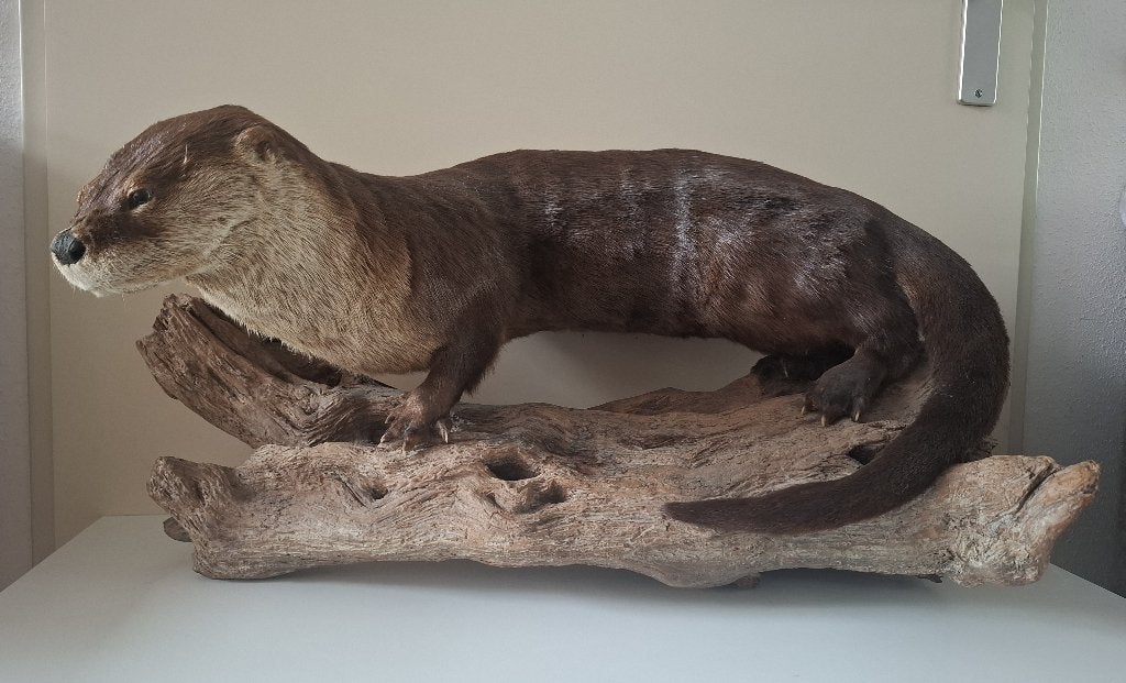 loutre en peluche Loutre de rivière d'Amérique du Nord, Enlèvement, Utilisé, Autres, Animal empaillé