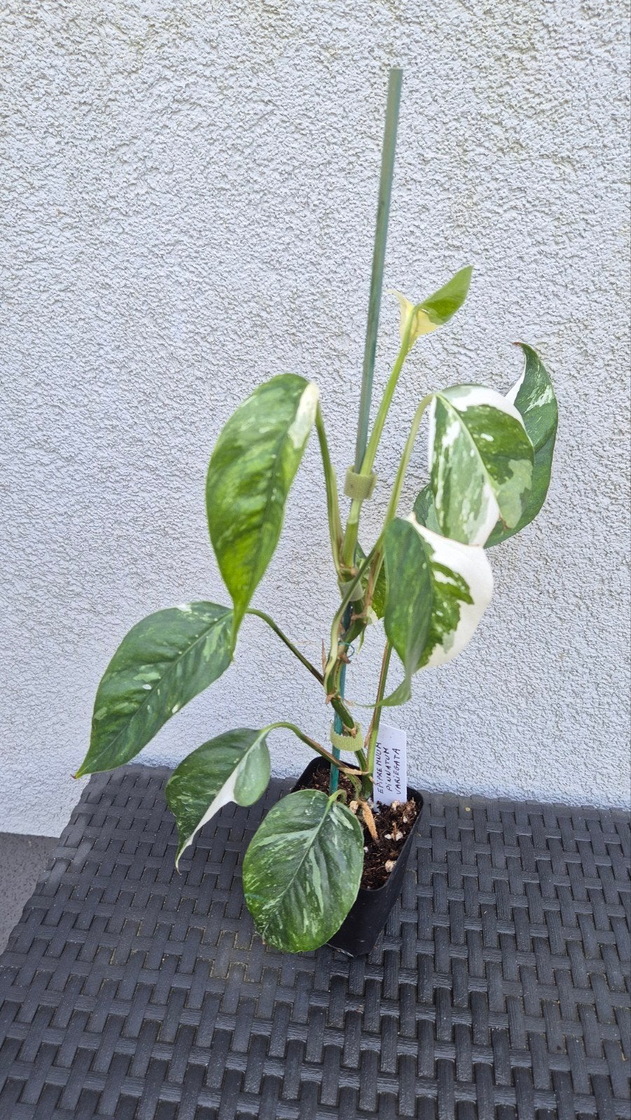 Epipremnum pinnatum variegata, Huis en Inrichting, Kamerplanten, Ophalen of Verzenden