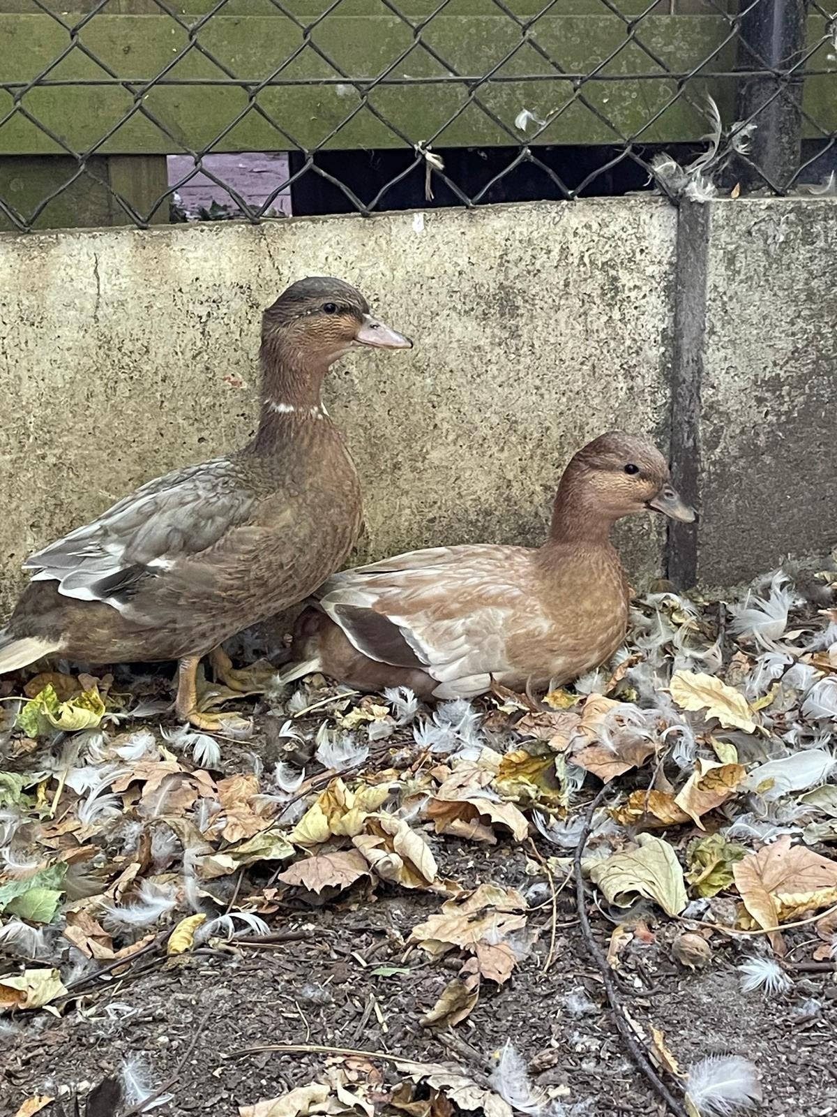 jonge kwakers (leuke kleurtjes), Dieren en Toebehoren, Pluimvee