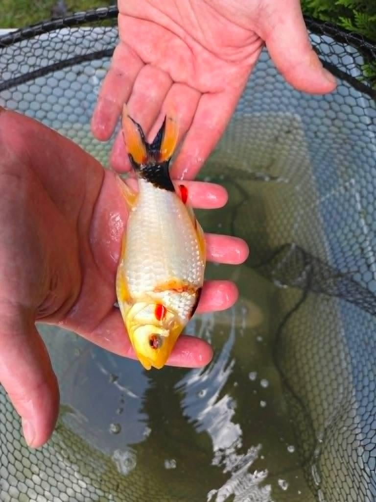 Mooie goudvis 15 cm – eigen kweek, Animaux & Accessoires, Poissons | Poissons d'étang, Poisson(s) rouge(s)