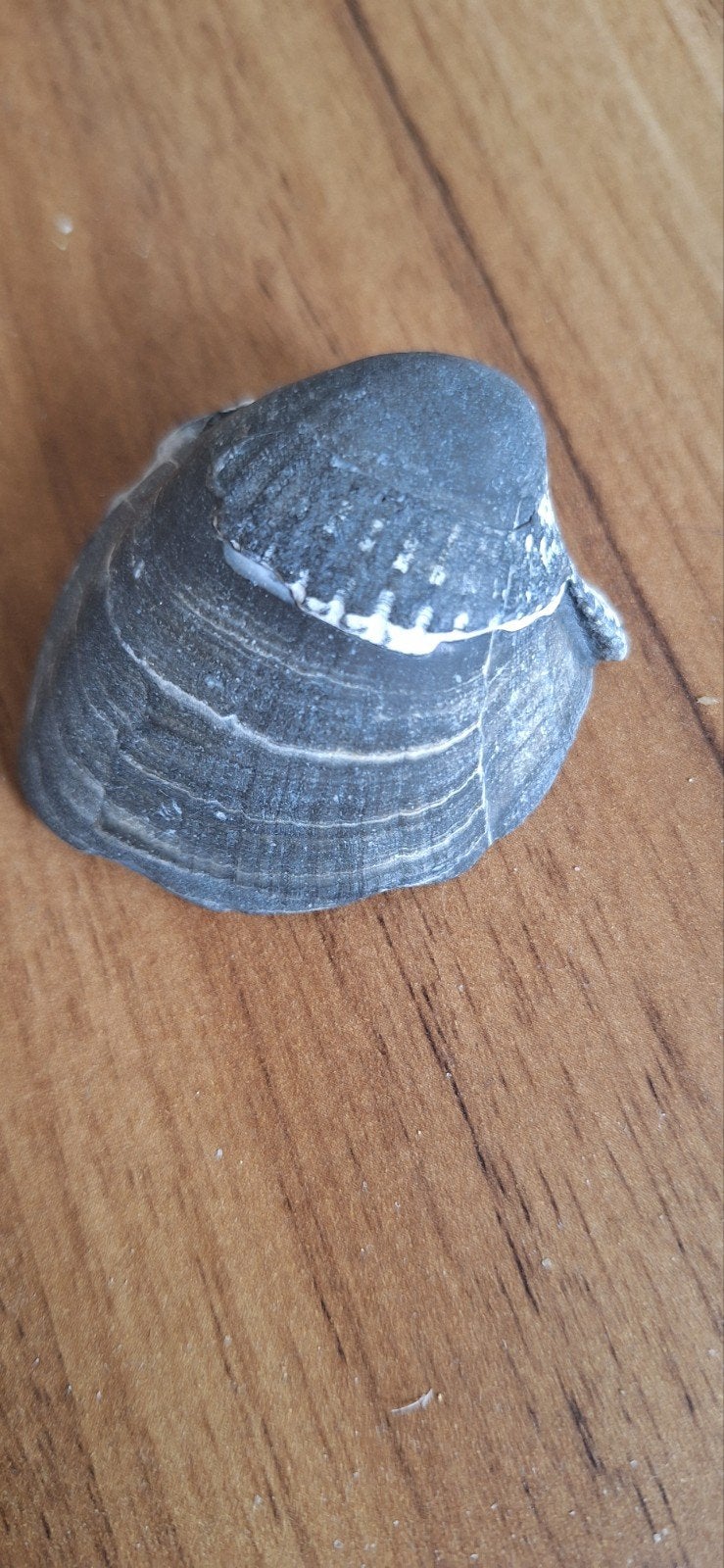 Très vieux coquillage unique, Enlèvement