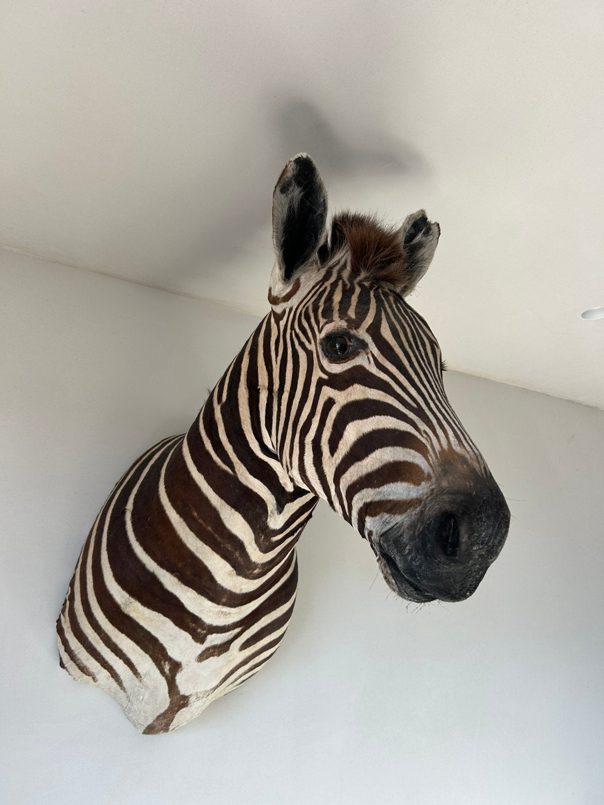 Unieke mooie grote zebra hoofd echte taxidermie, Enlèvement, Autres types