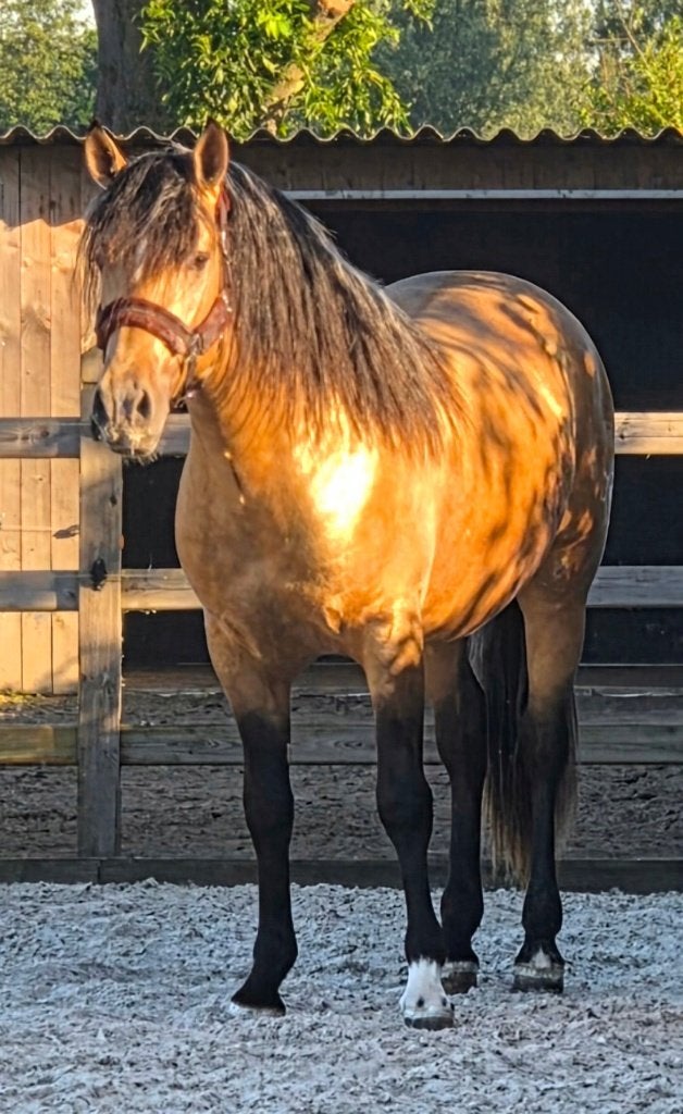 Andalusiër PRE, Dieren en Toebehoren, Ruin, Dressuurpaard, Met stamboom, 3 tot 6 jaar
