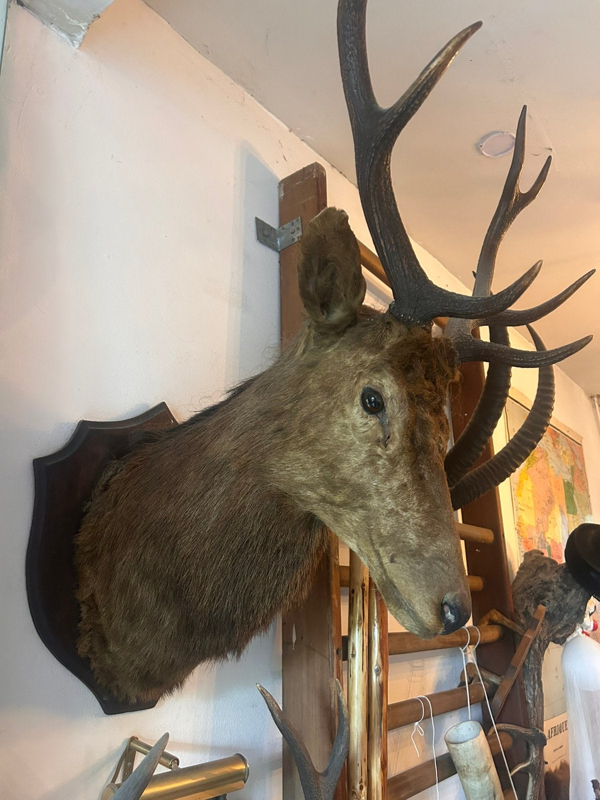 Hertenkop taxidermie top conditie VG+++ zeer goede kwaliteit, Verzamelen, Ophalen of Verzenden, Zo goed als nieuw