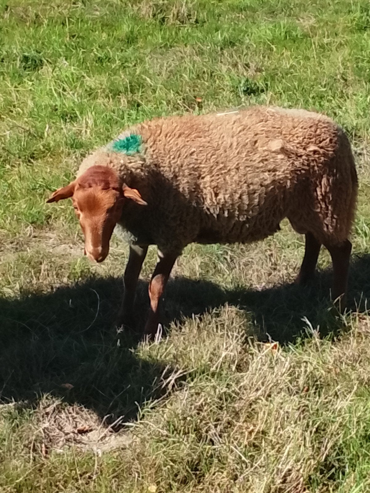 Ardense voskop bok, Animaux & Accessoires, Mâle, Mouton, 0 à 2 ans