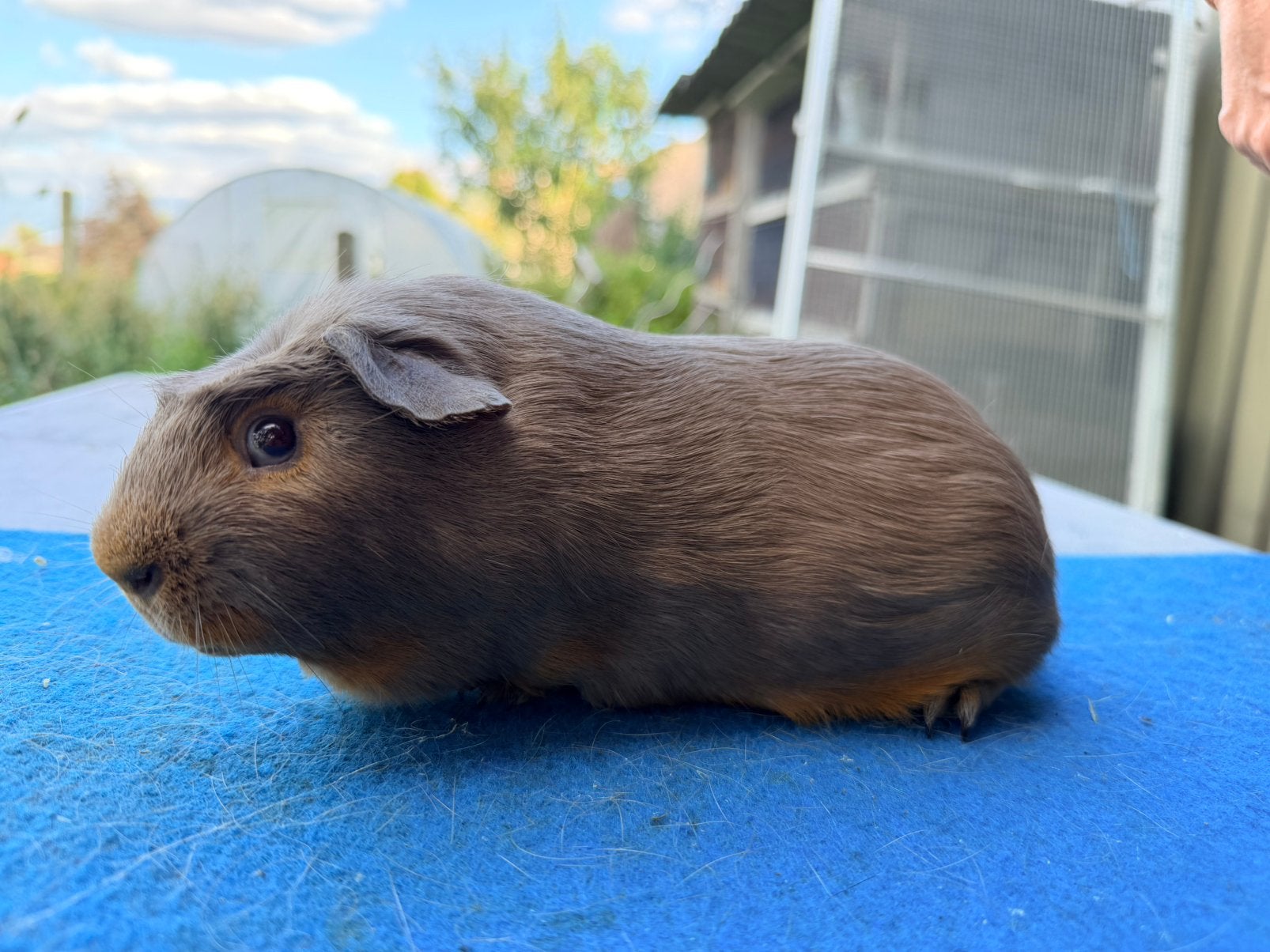 2 tan slate beertjes, Dieren en Toebehoren, Knaagdieren, Cavia, Mannelijk, Mei, Tam