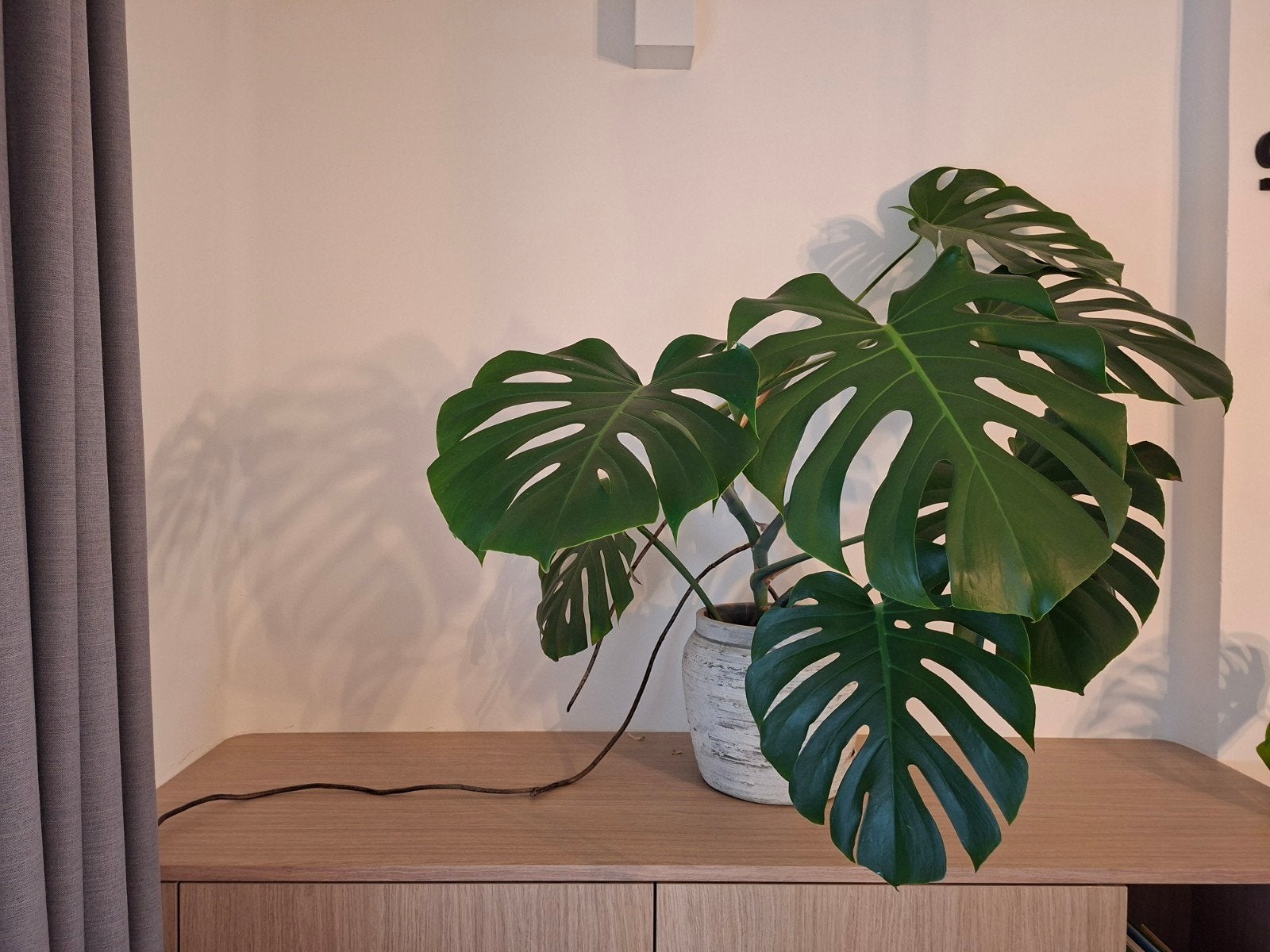 Monstera incl. bloempot, Ophalen, Overige soorten, 100 tot 150 cm