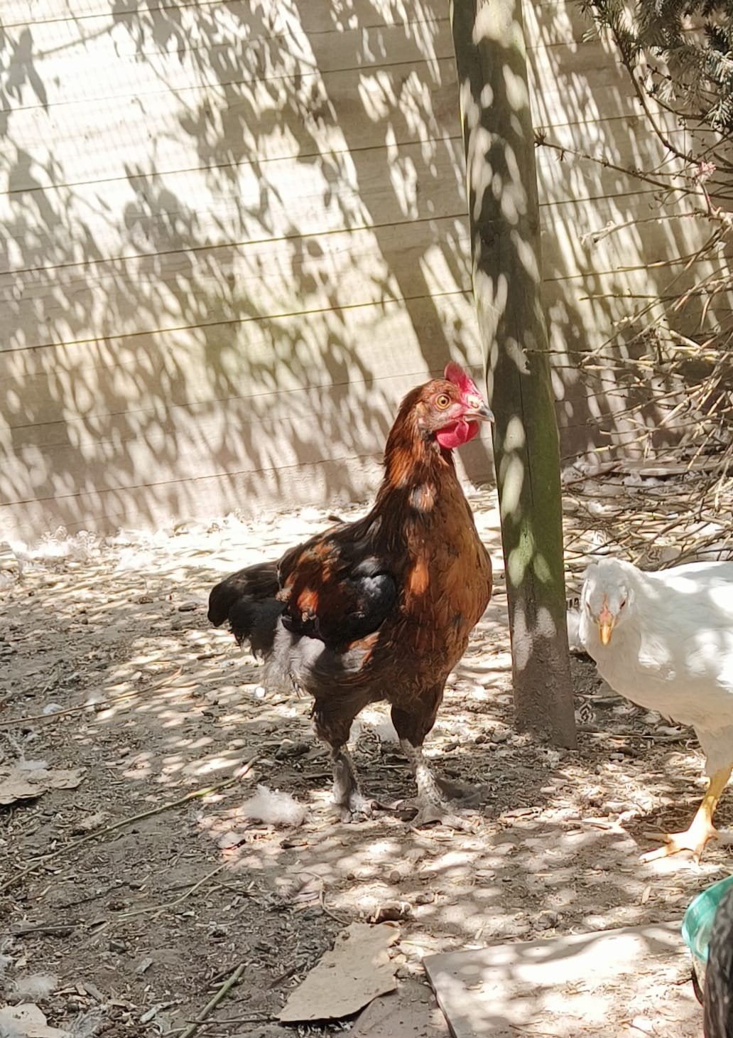 marans haantje, Dieren en Toebehoren, Pluimvee