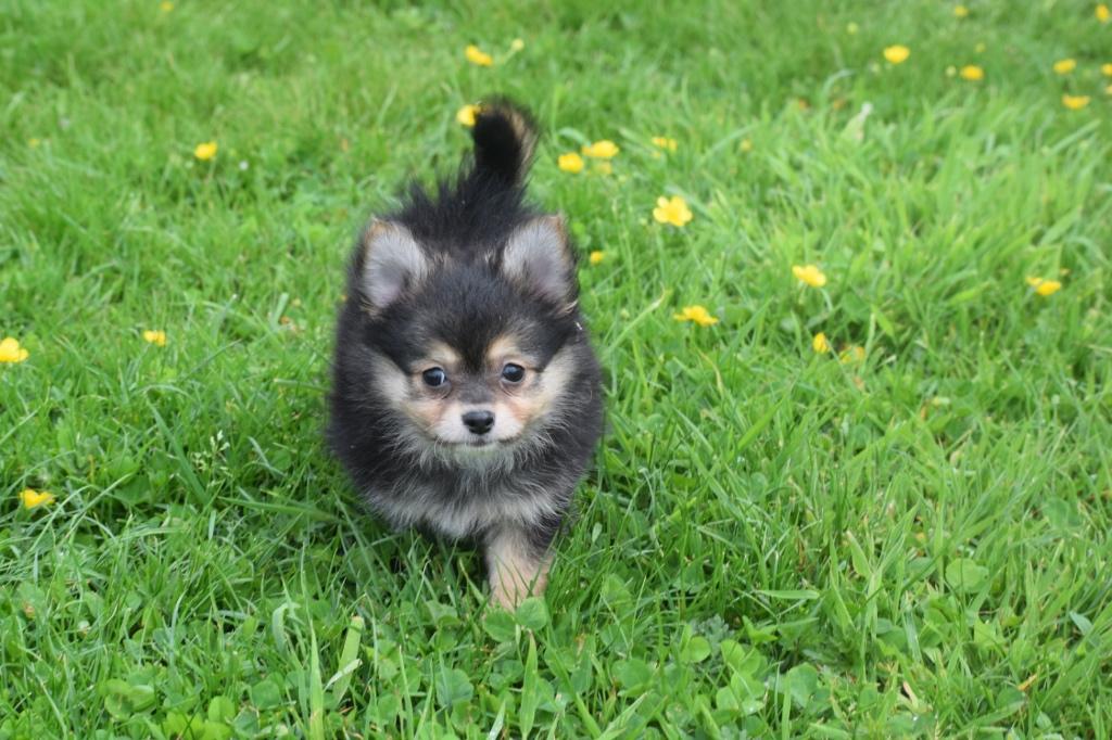 Pomchi pups = mix chihahua pomeriaan, Animaux & Accessoires, Chiens | Sans pedigree, Petit, Plusieurs animaux, Éleveur | Professionnel