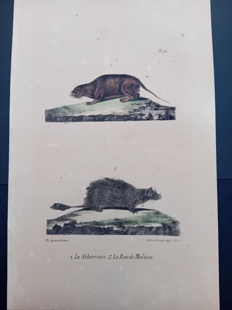 Ets ingekleurd Le Sherman z'n Le Rat de Málaga lot 148, Ophalen of Verzenden