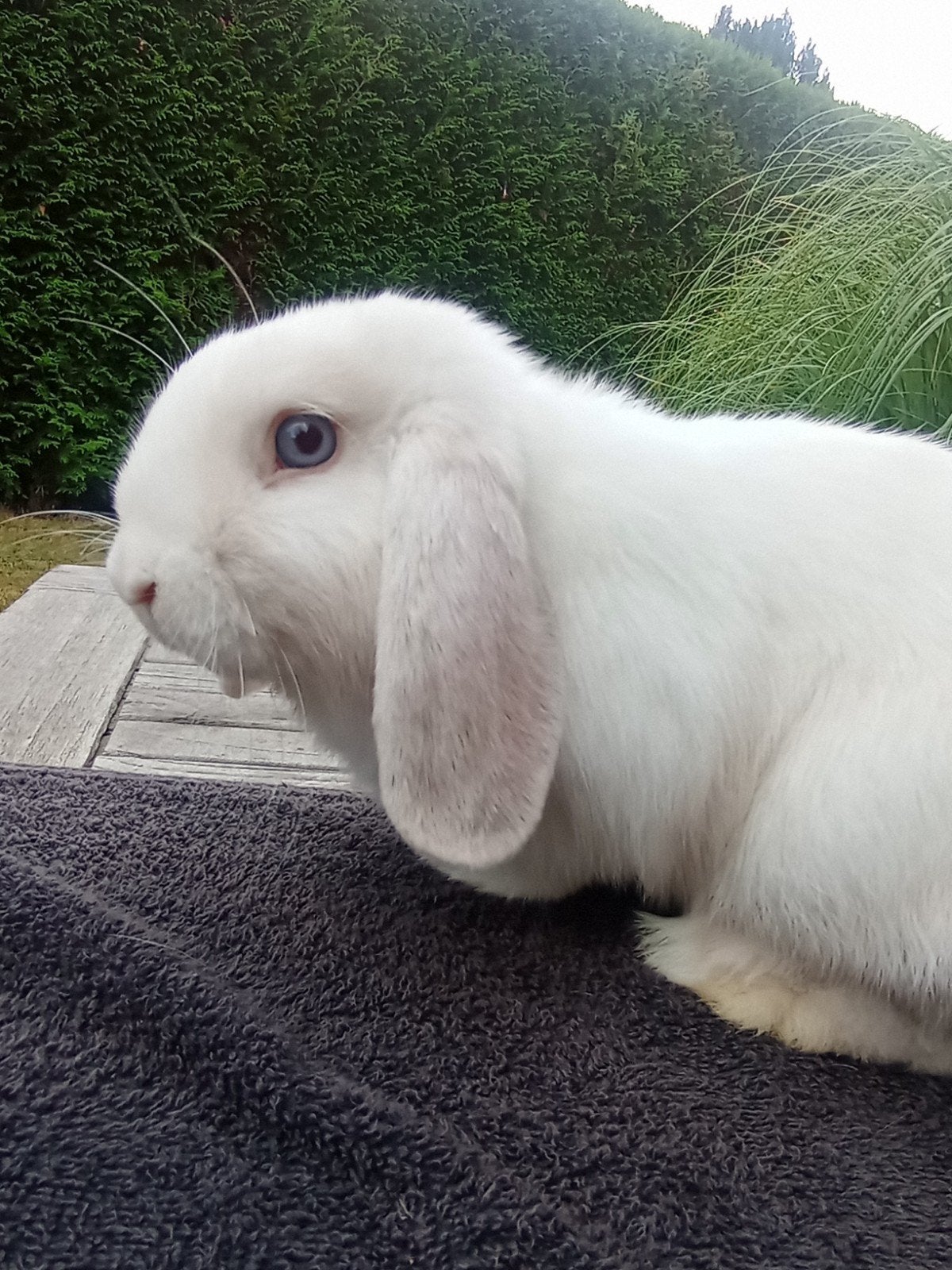 minilop ram, Animaux & Accessoires, Lapins