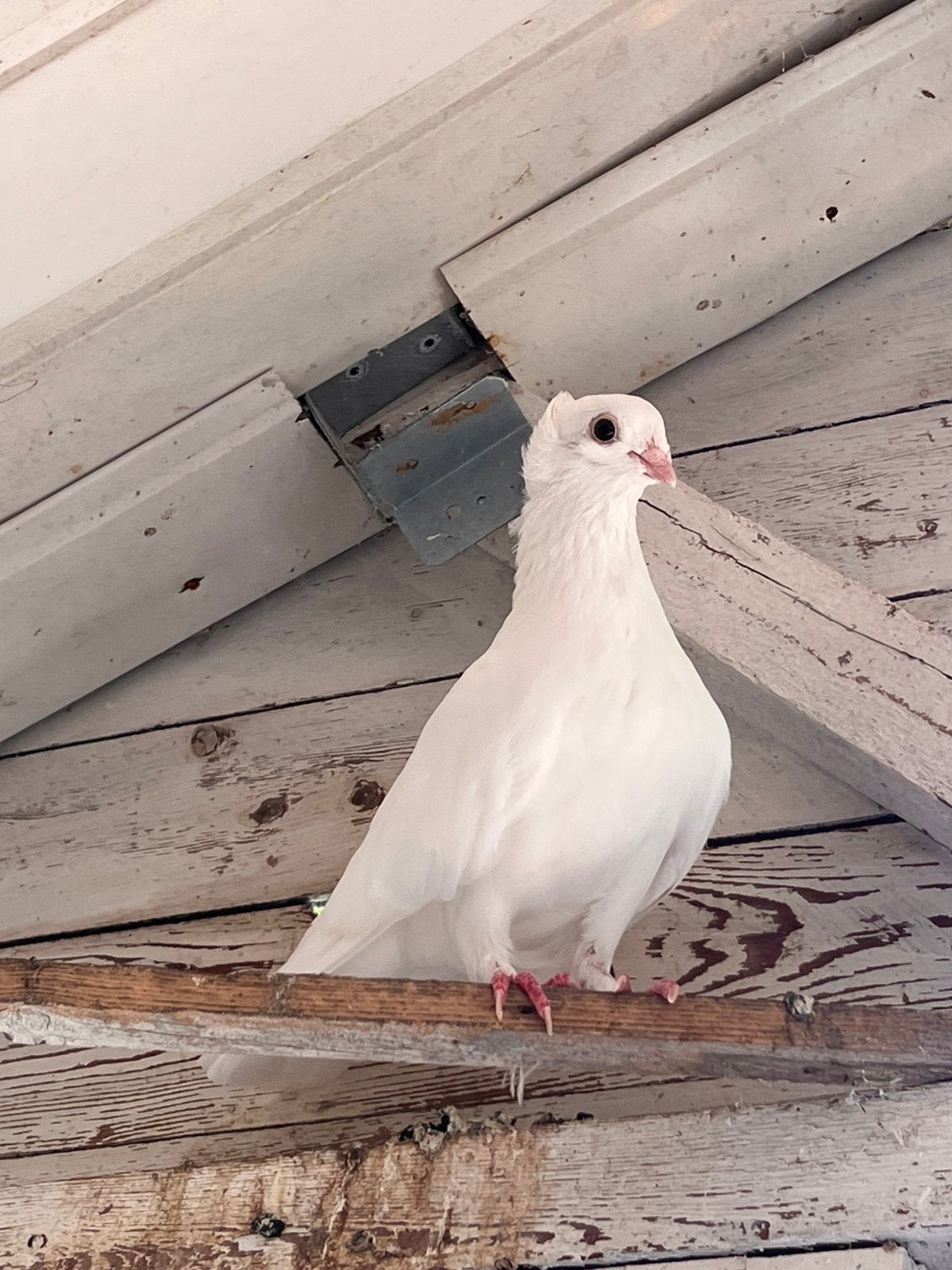 Witte sierduif te koop, Dieren en Toebehoren, Pluimvee, Geslacht onbekend, Overige soorten