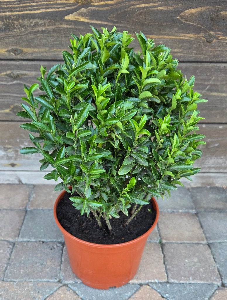 Euonymus japonicus 'green spire' in pot., Enlèvement, Plante fixe, Plein soleil