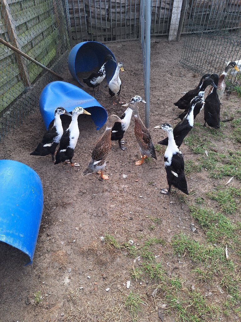 Loopeenden, Dieren en Toebehoren, Pluimvee, Vrouwelijk, Eend