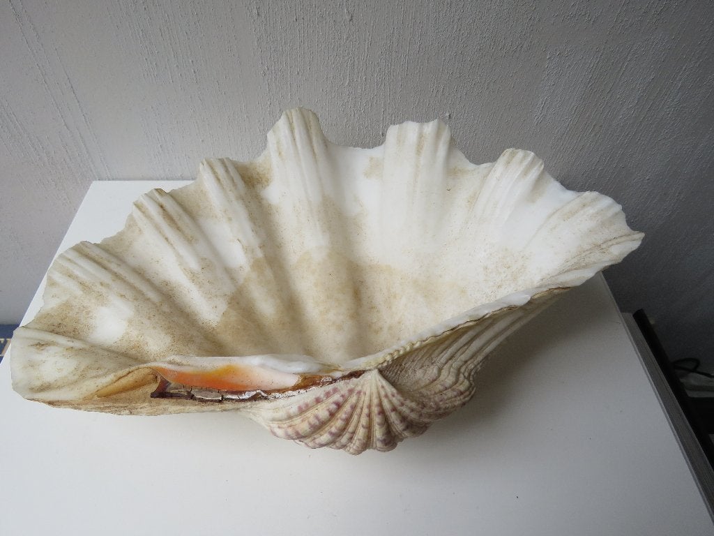 Coquille d'hippopus hippopus 28 cm, Collections, Enlèvement ou Envoi