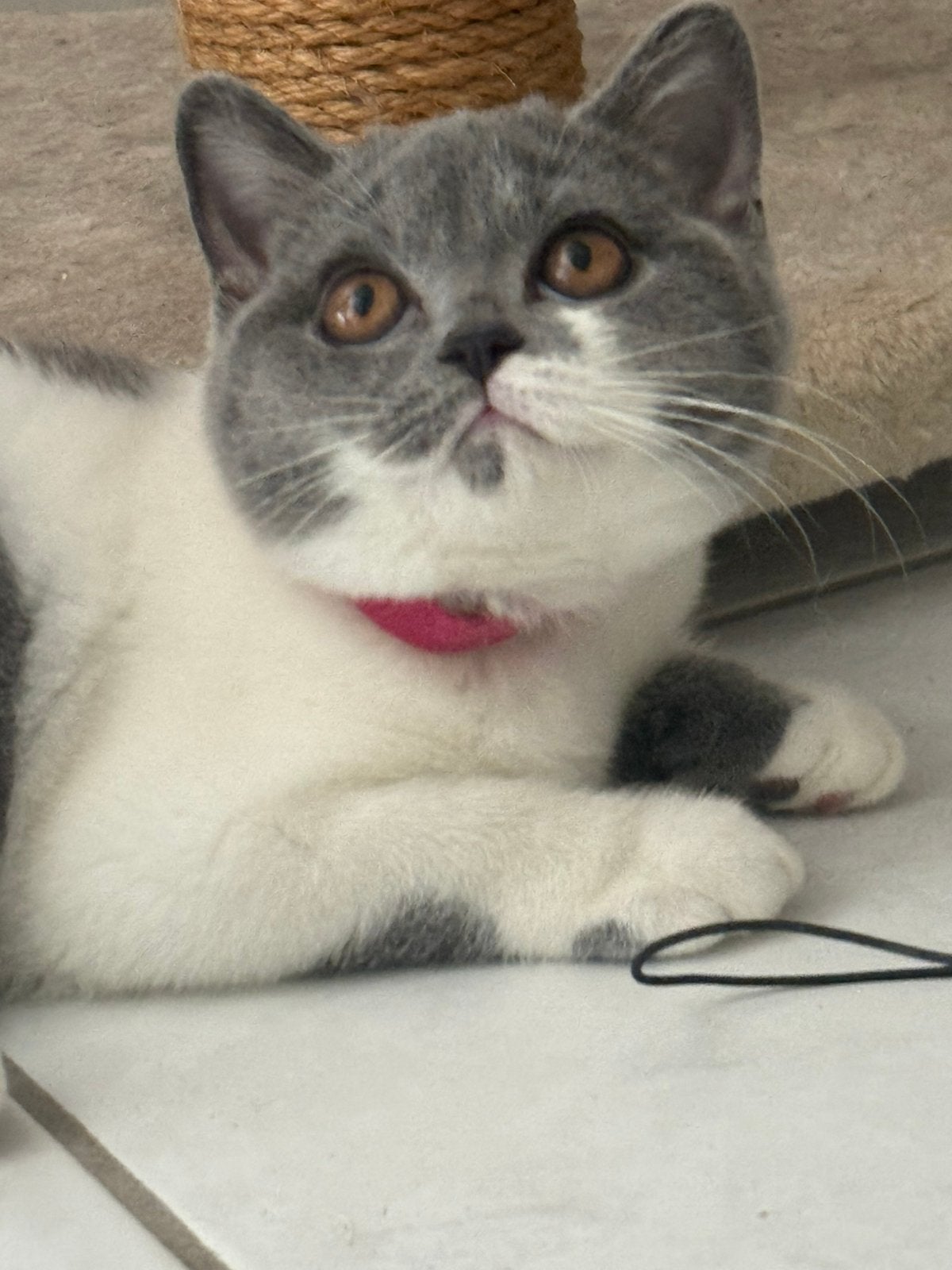 Exclusieve Britse Korthaar kittens Bicolor met Stamboom, Chatte ou Chat, Avec pedigree, 0 à 2 ans