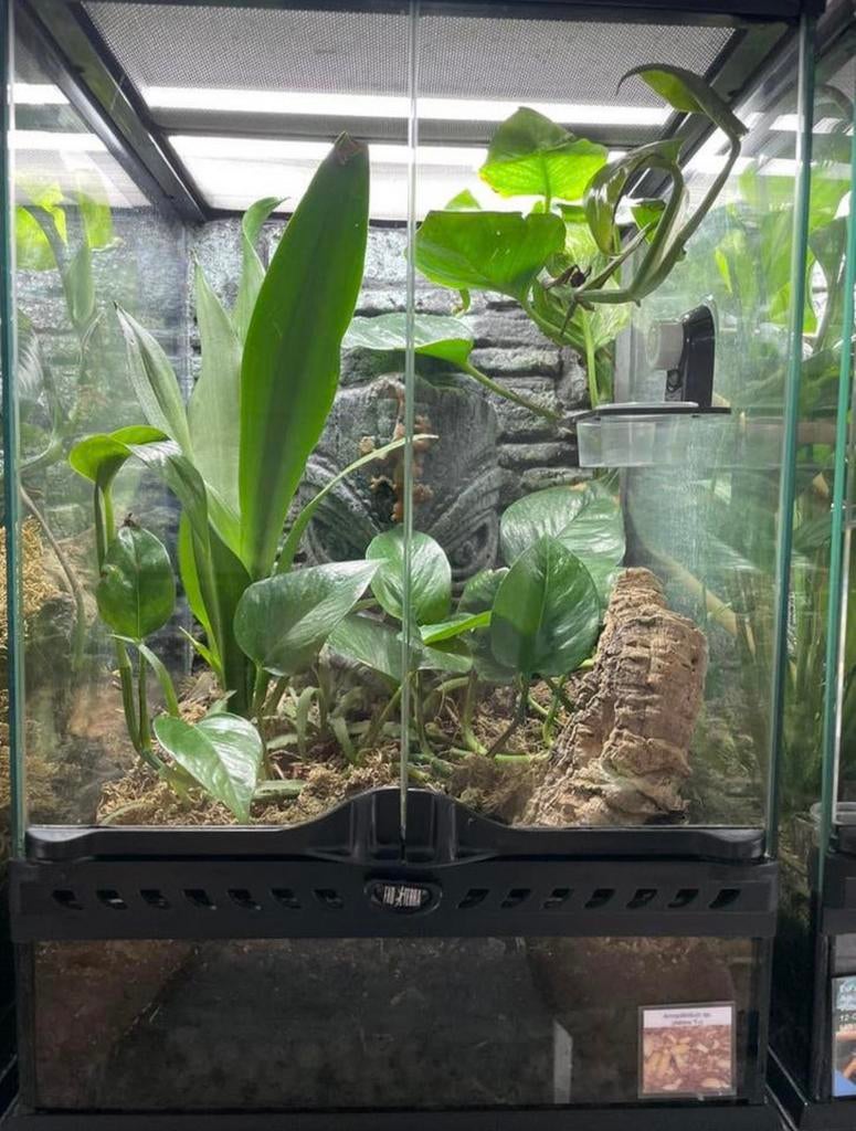 Exo terra terrarium ingericht 30x30x45cm, Dieren en Toebehoren, Ophalen, Zo goed als nieuw