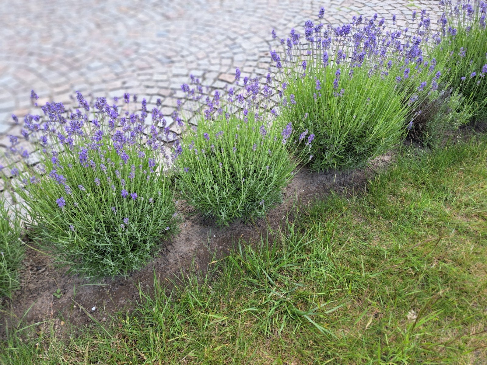 Lavendelplanten, Tuin en Terras, Ophalen