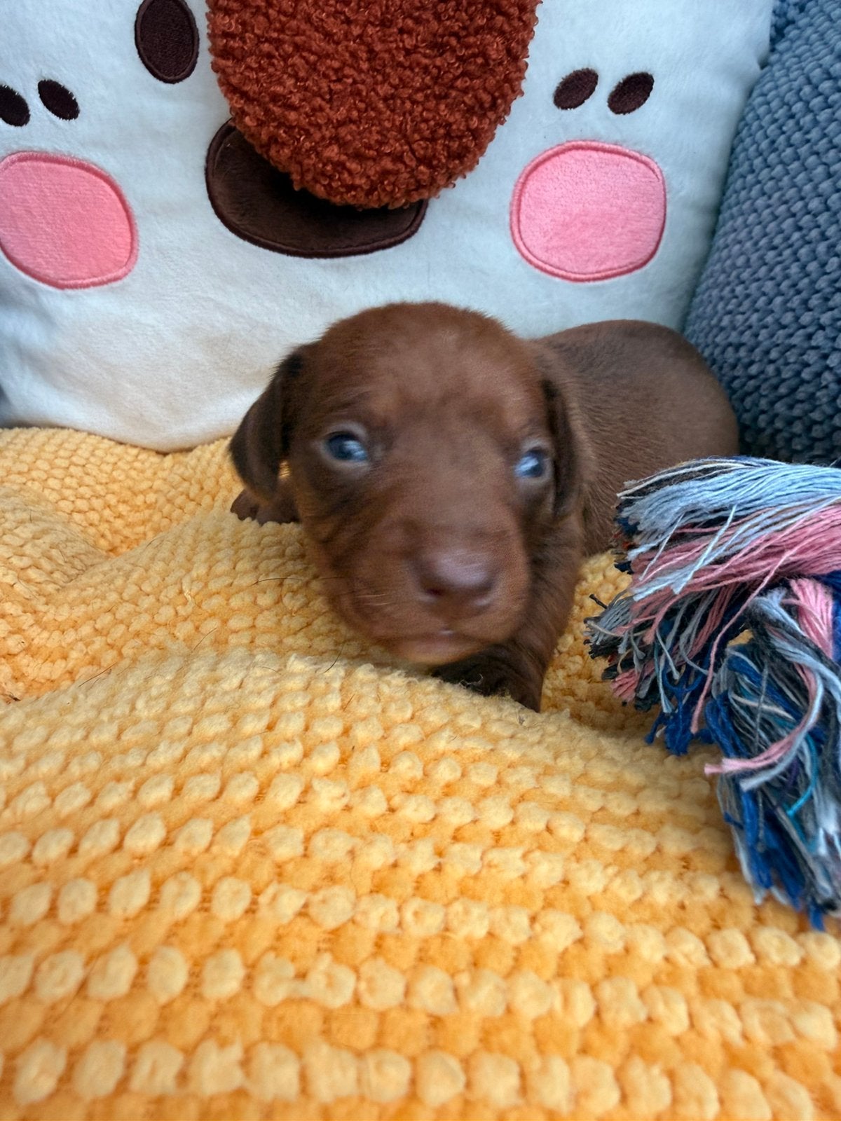 Dwergteckel pups, Animaux & Accessoires, Chiens | Teckels & Bassets, Plusieurs animaux, Poils courts, Nain, Éleveur | Professionnel