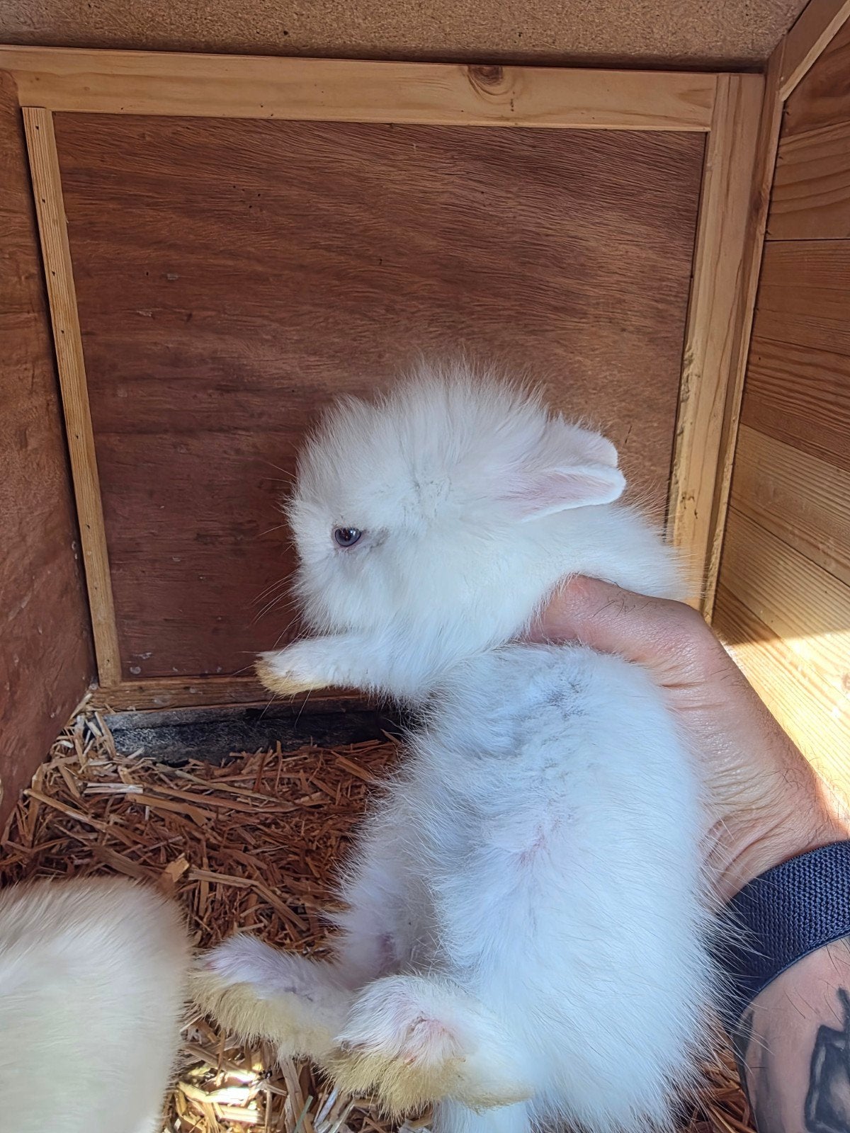 mooie konijntjes, Dieren en Toebehoren, Konijnen, Vrouwelijk, Klein, 0 tot 2 jaar