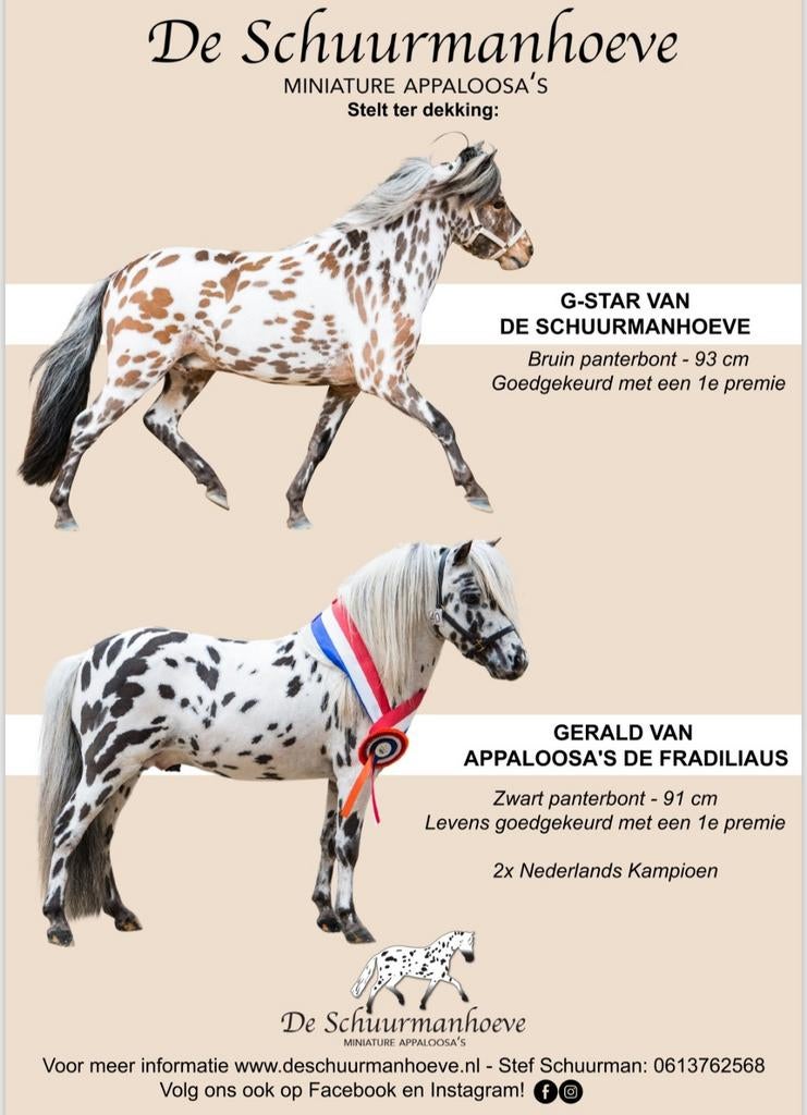 Pracht hengsten ter dekking, Dieren en Toebehoren