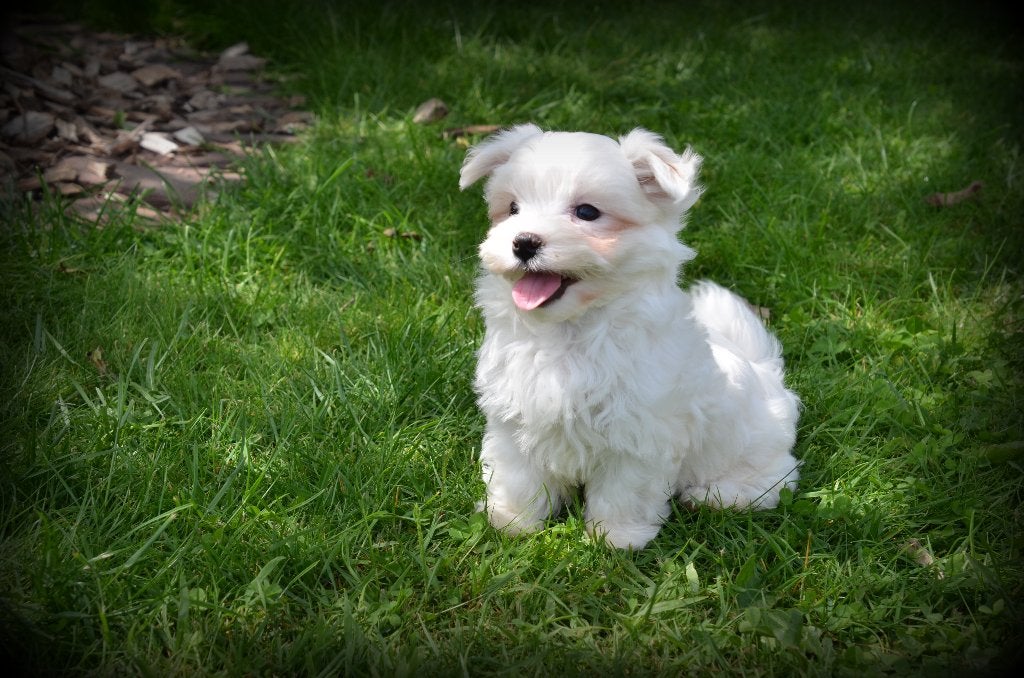 Chiots maltais, Bichon maltais, Plusieurs, Hépatite contagieuse (maladie de Rubarth), Belgique