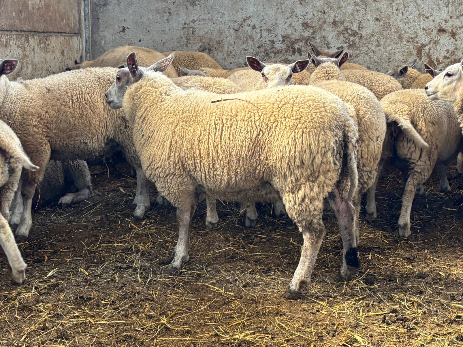 Agneaux à vendre, Mâle, Mouton, 0 à 2 ans