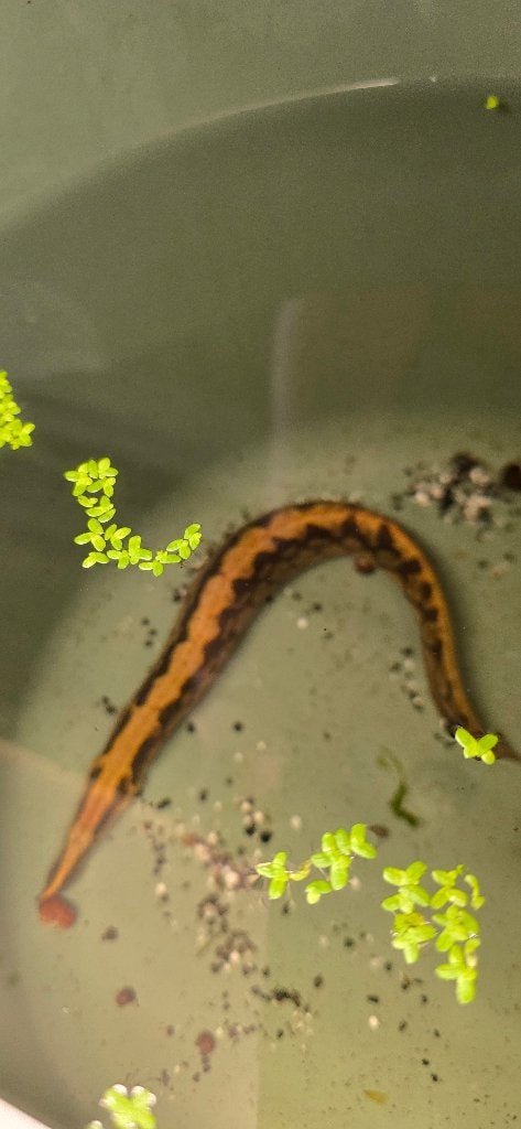 Python stekelaal (Mastacembelus armatus), Dieren en Toebehoren, Ophalen