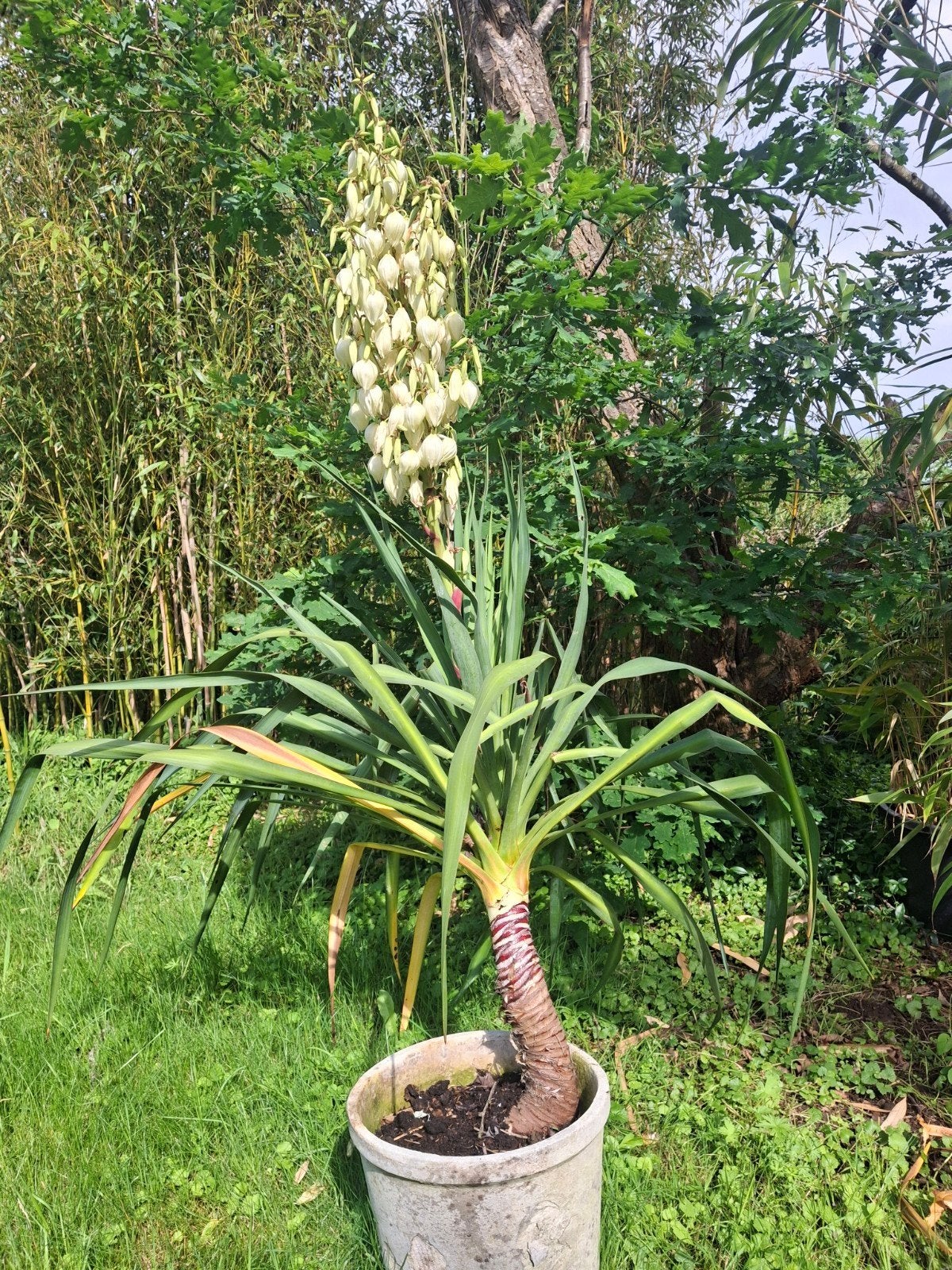Yucca winterhard, Ophalen
